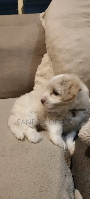 1-3 months Female Mixed Breed Maltipoo