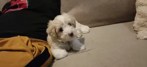 1-3 months Female Mixed Breed Maltipoo