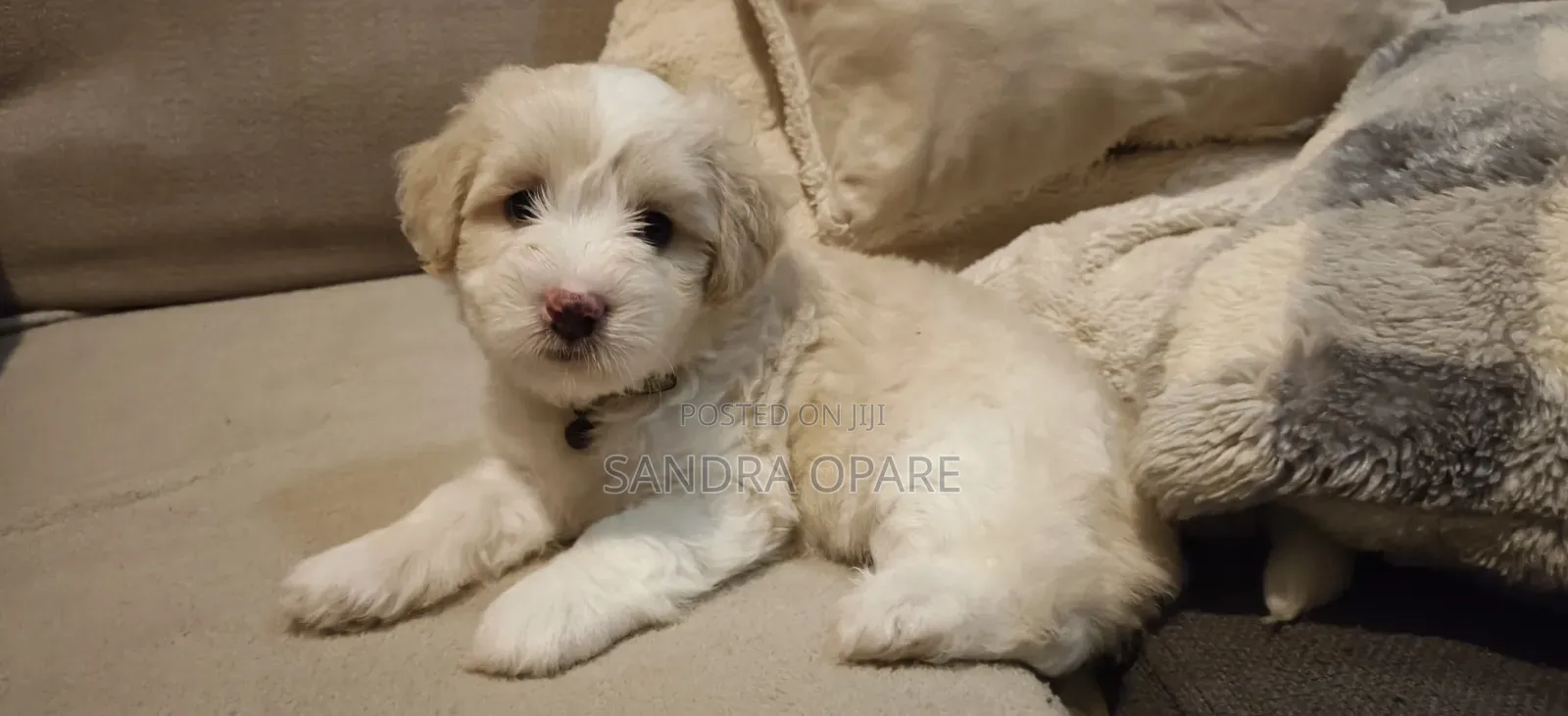 1-3 months Female Mixed Breed Maltipoo