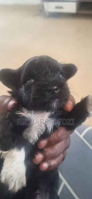 1-3 months Female Mixed Breed Poodle