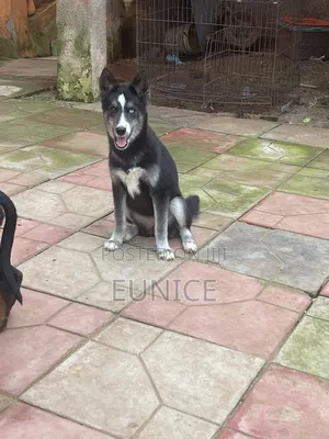 3-6 months Female Purebred Siberian Husky