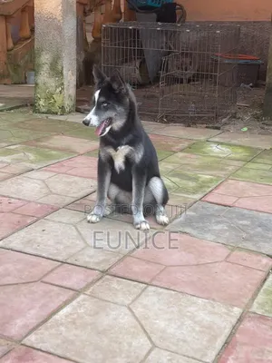 3-6 months Female Purebred Siberian Husky