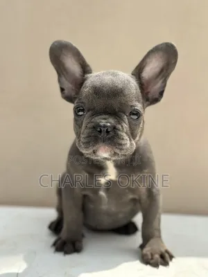 1-3 months Male Purebred French Bulldog