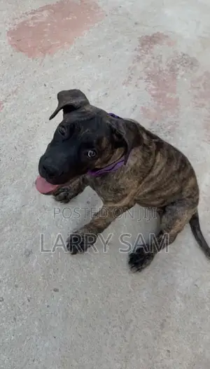 3-6 months Female Purebred Cane Corso