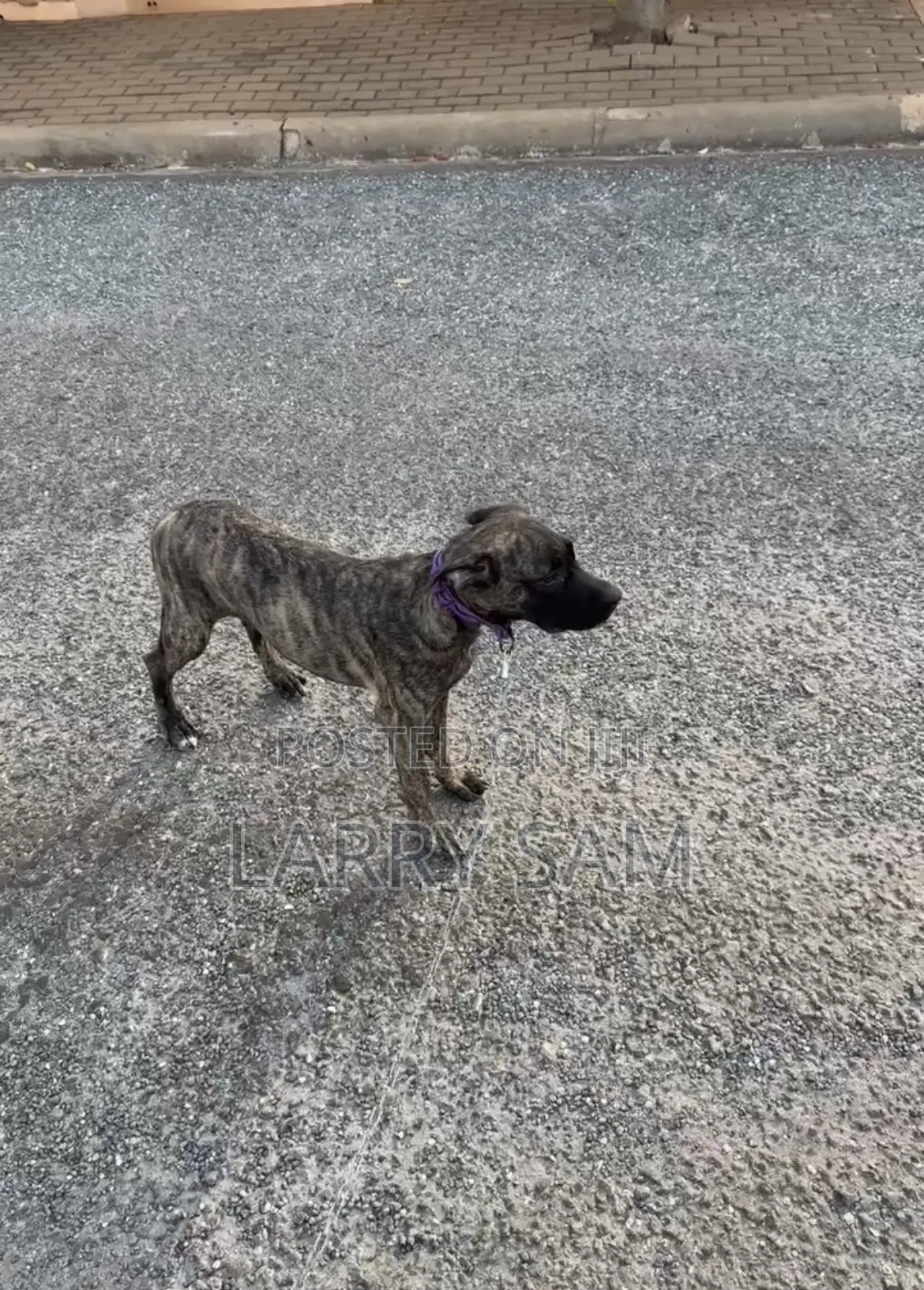 3-6 months Female Purebred Cane Corso
