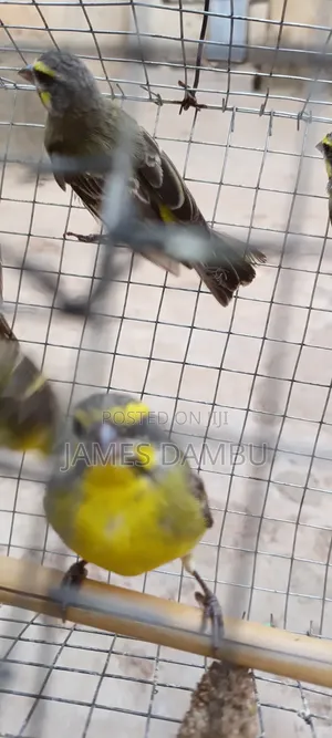 Canary Birds