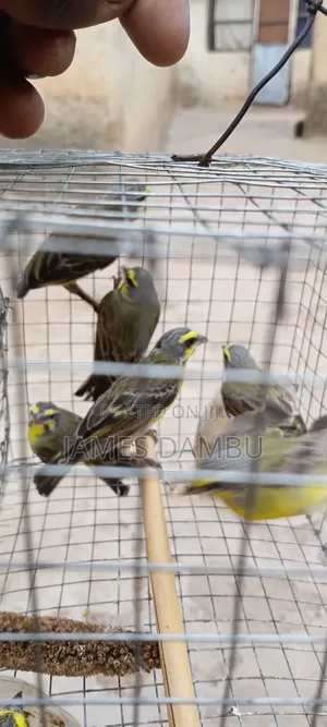Canary Birds