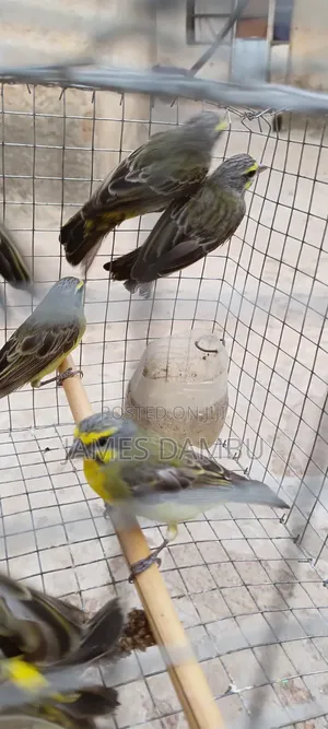 Canary Birds