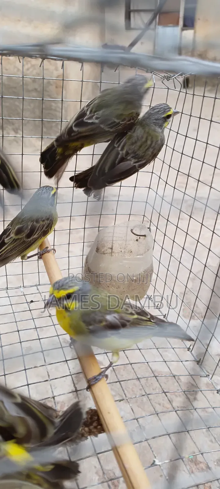Canary Birds