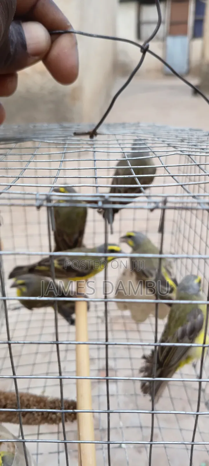 Canary Birds