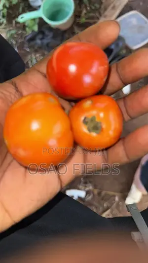 Tomato (Local and Navrongo)