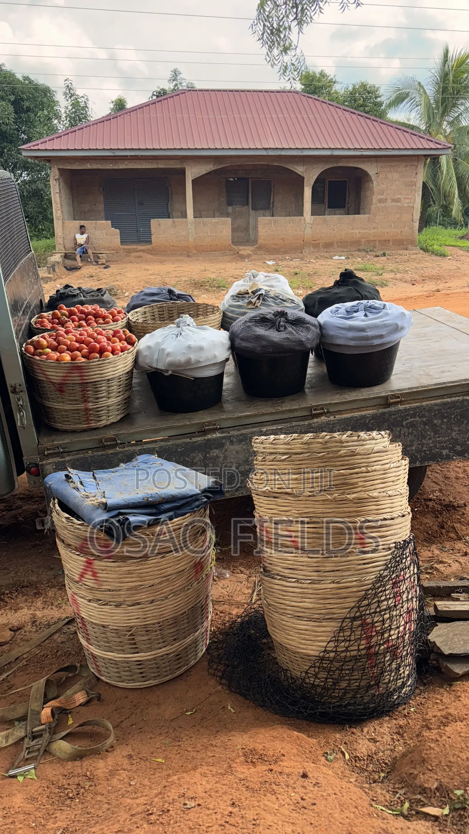 Tomato (Local and Navrongo)