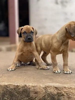 1-3 months Male Purebred Boerboel