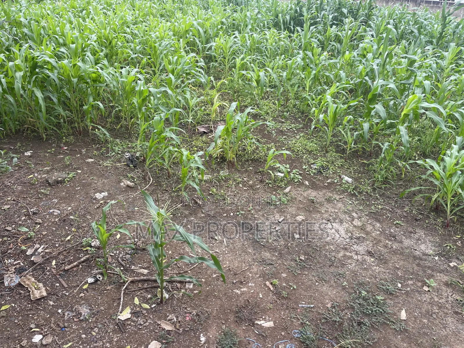 Plot of Land for Sale at Dome Pillar2 No Litigation or Land Guard