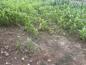 Plot of Land for Sale at Dome Pillar2 No Litigation or Land Guard