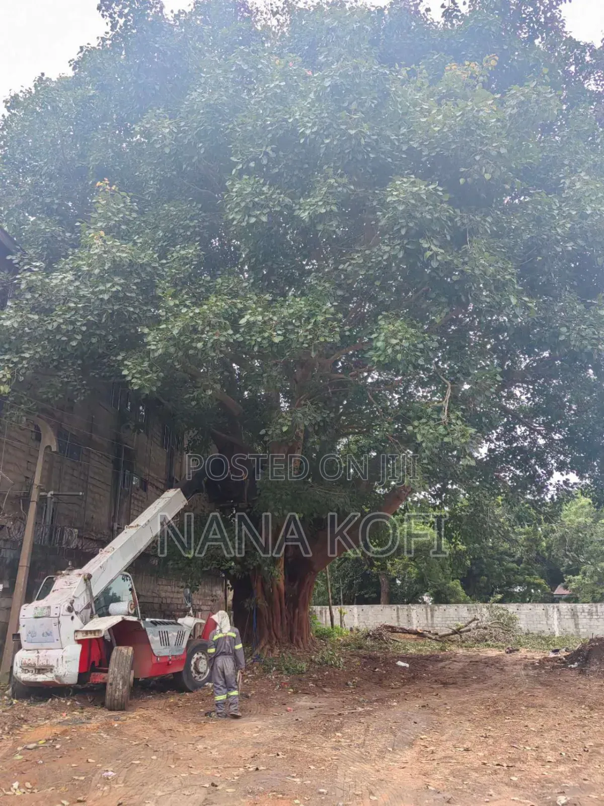 Tree Cutting, Prunning, Trimming With Chainsaw Operator