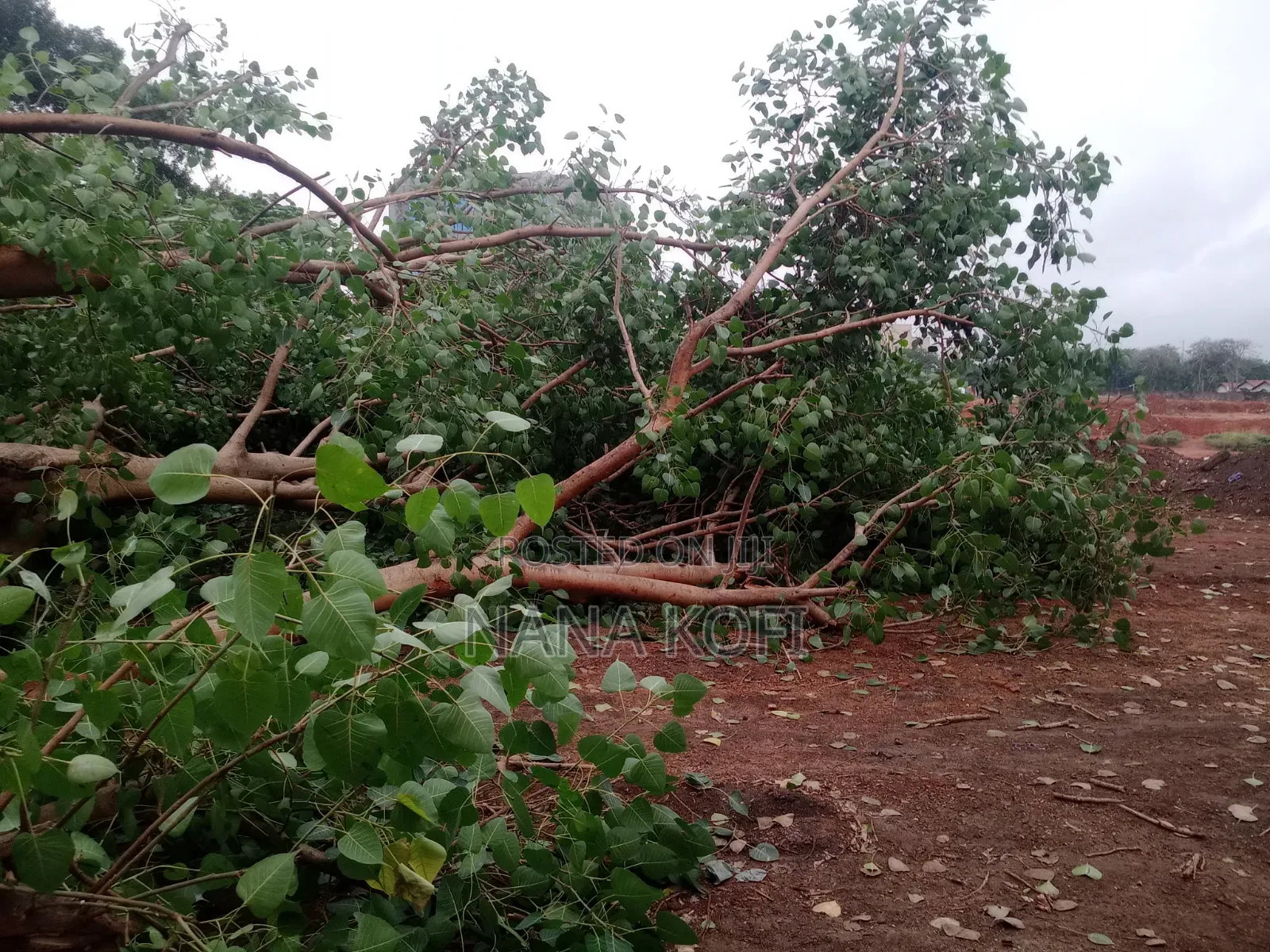Tree Cutting, Prunning, Trimming With Chainsaw Operator