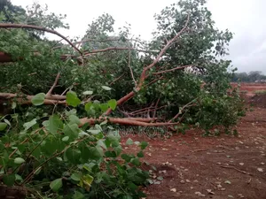 Tree Cutting, Prunning, Trimming With Chainsaw Operator