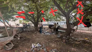 Tree Cutting, Prunning, Trimming With Chainsaw Operator