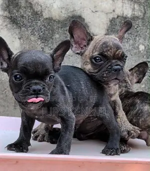 1-3 months Female Purebred French Bulldog