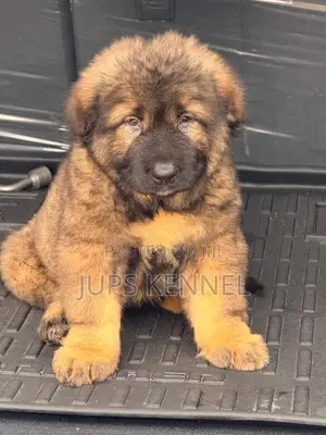 1-3 months Female Purebred Caucasian Shepherd