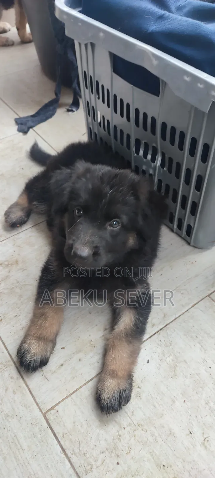 1-3 months Female Purebred German Shepherd