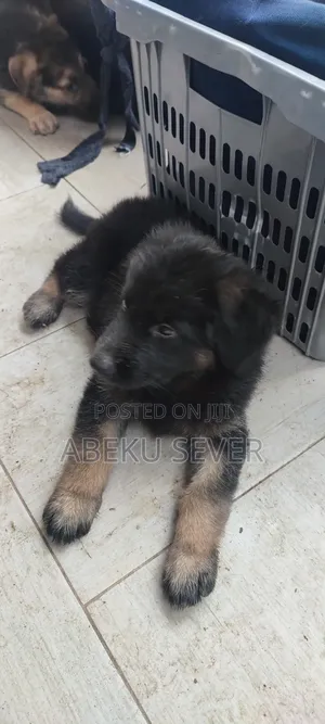 1-3 months Female Purebred German Shepherd