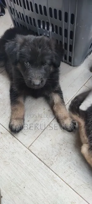 1-3 months Female Purebred German Shepherd