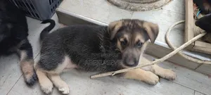 1-3 months Female Purebred German Shepherd
