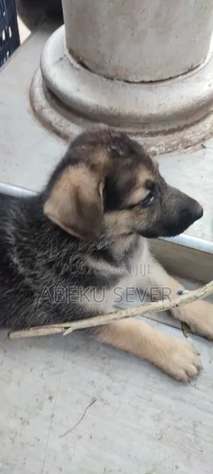 1-3 months Female Purebred German Shepherd