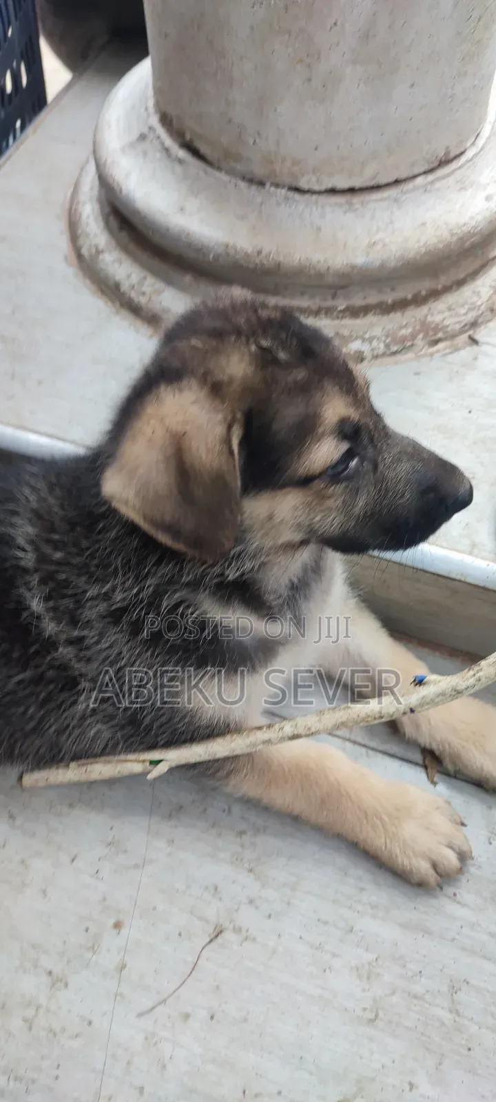 1-3 months Female Purebred German Shepherd