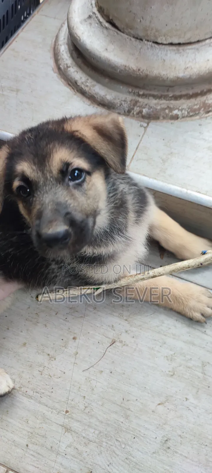 1-3 months Female Purebred German Shepherd