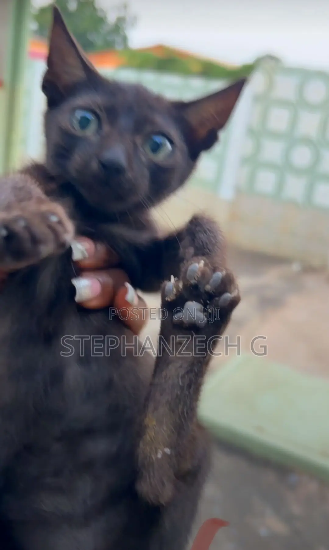 3-6 months Male Purebred American Curl