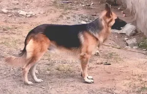 2+ Year Male Purebred German Shepherd for Crossing Services