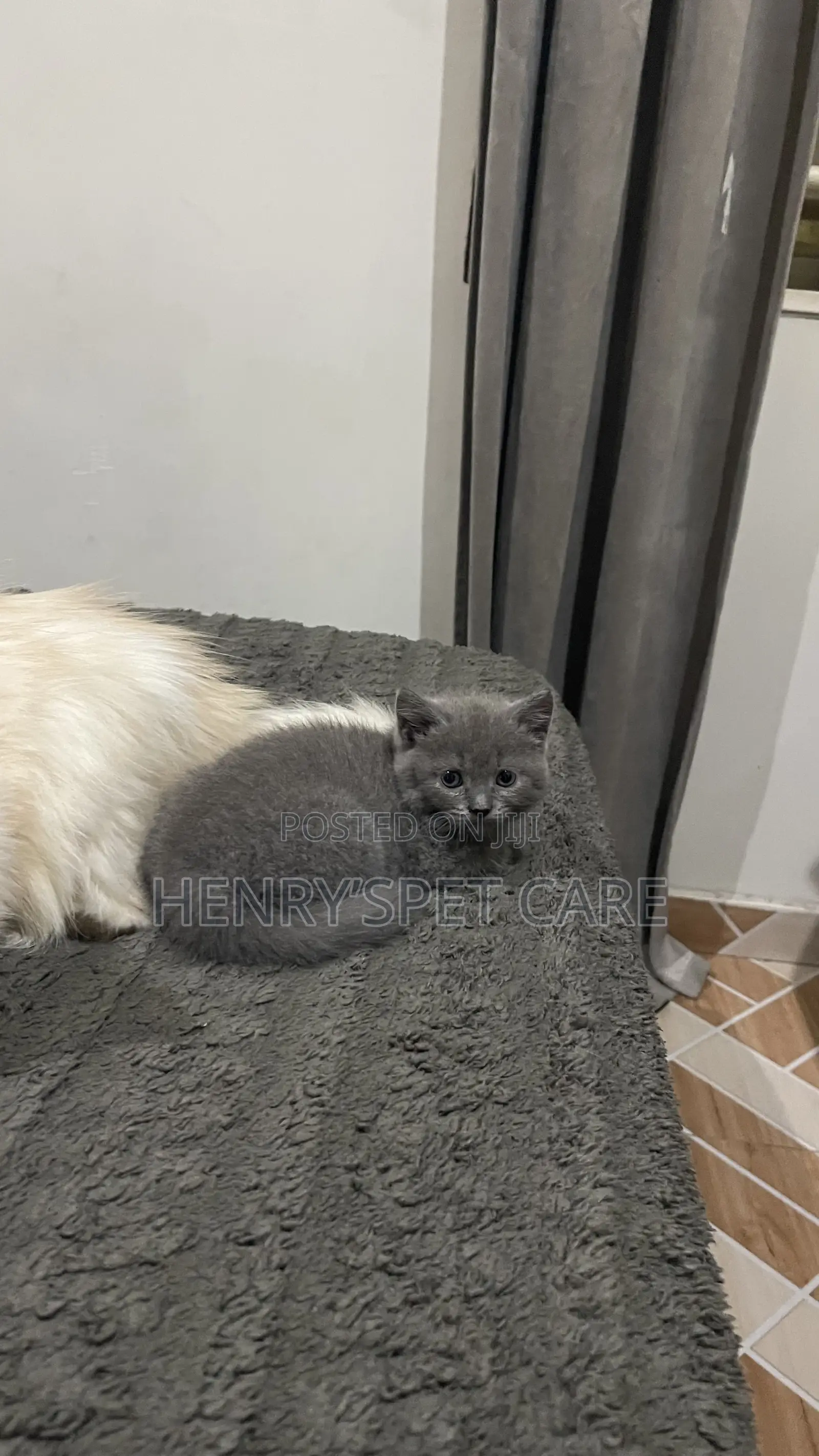 1-3 months Female Purebred British Shorthair