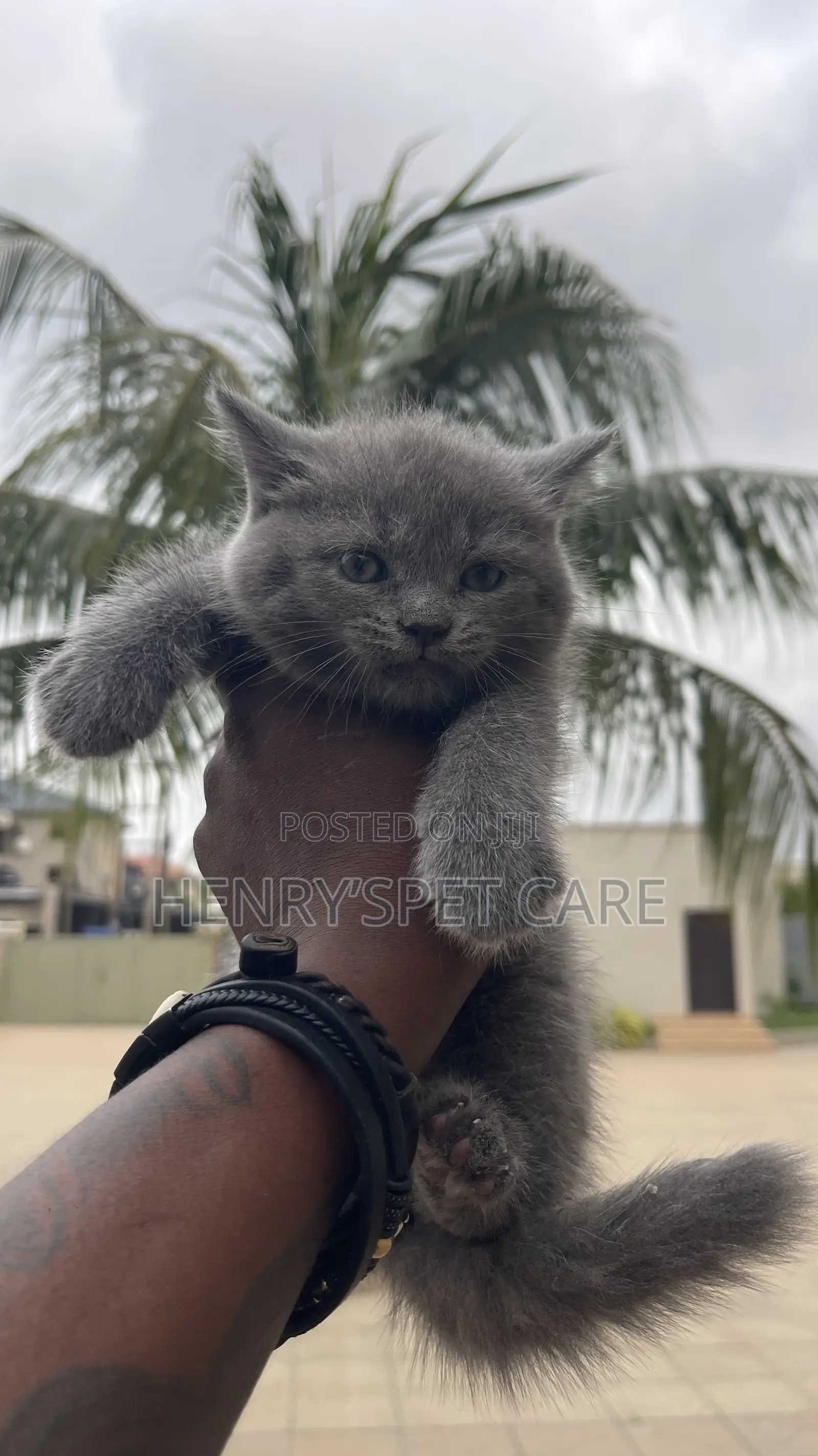 1-3 months Female Purebred British Shorthair