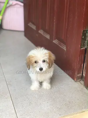 1-3 months Male Mixed Breed Maltipoo
