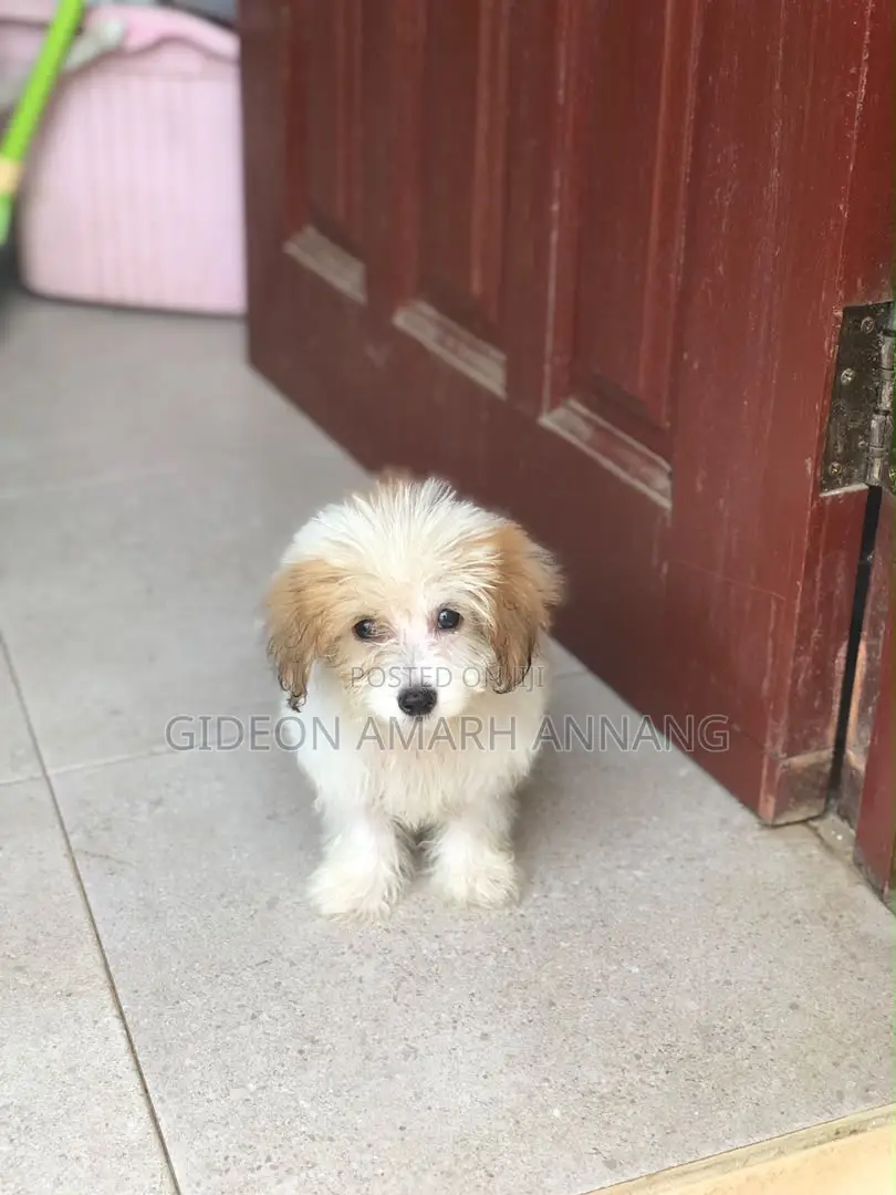 1-3 months Male Mixed Breed Maltipoo