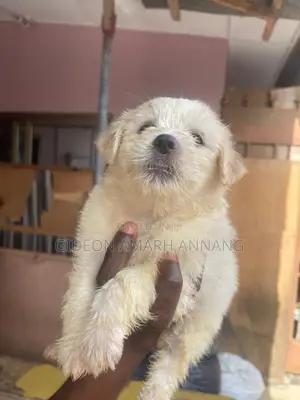 1-3 months Male Mixed Breed Maltipoo