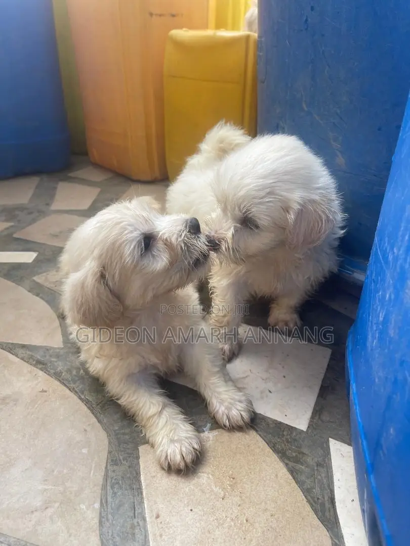 1-3 months Male Mixed Breed Maltipoo