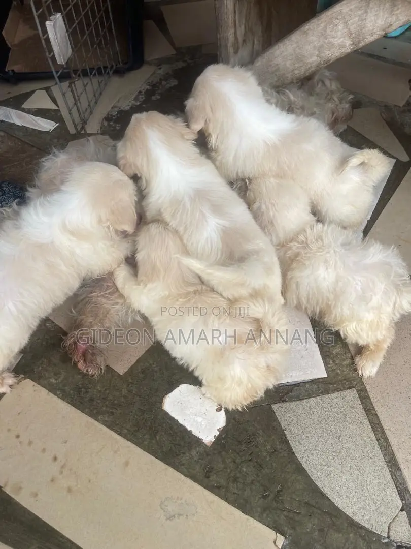 1-3 months Male Mixed Breed Maltipoo
