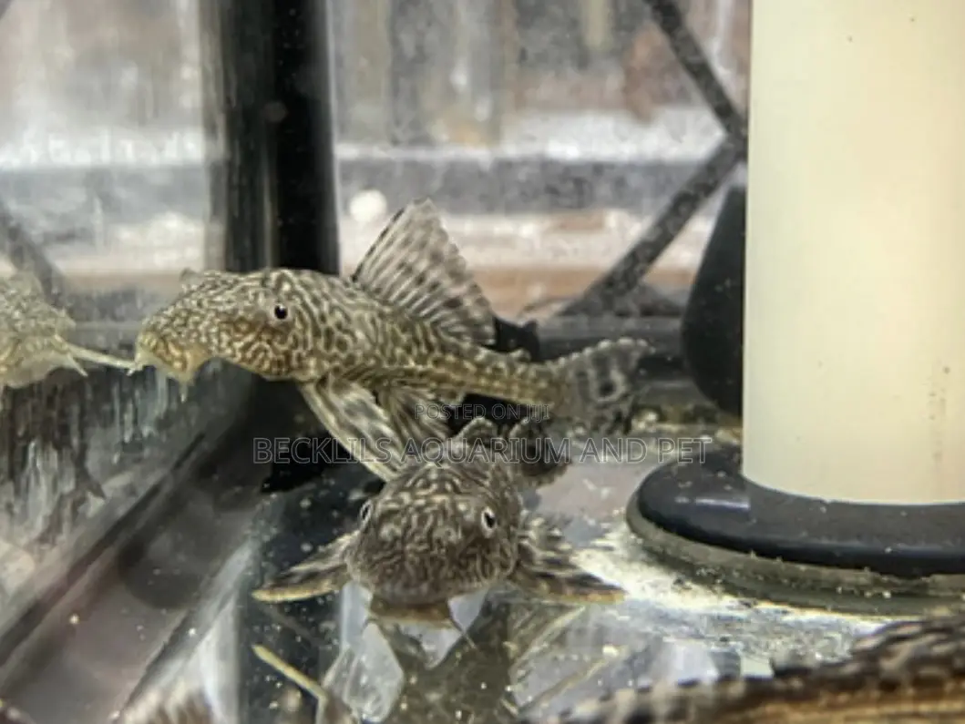 Pleco Tank Cleaner Fish