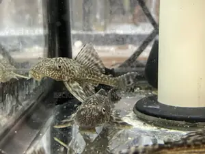Pleco Tank Cleaner Fish