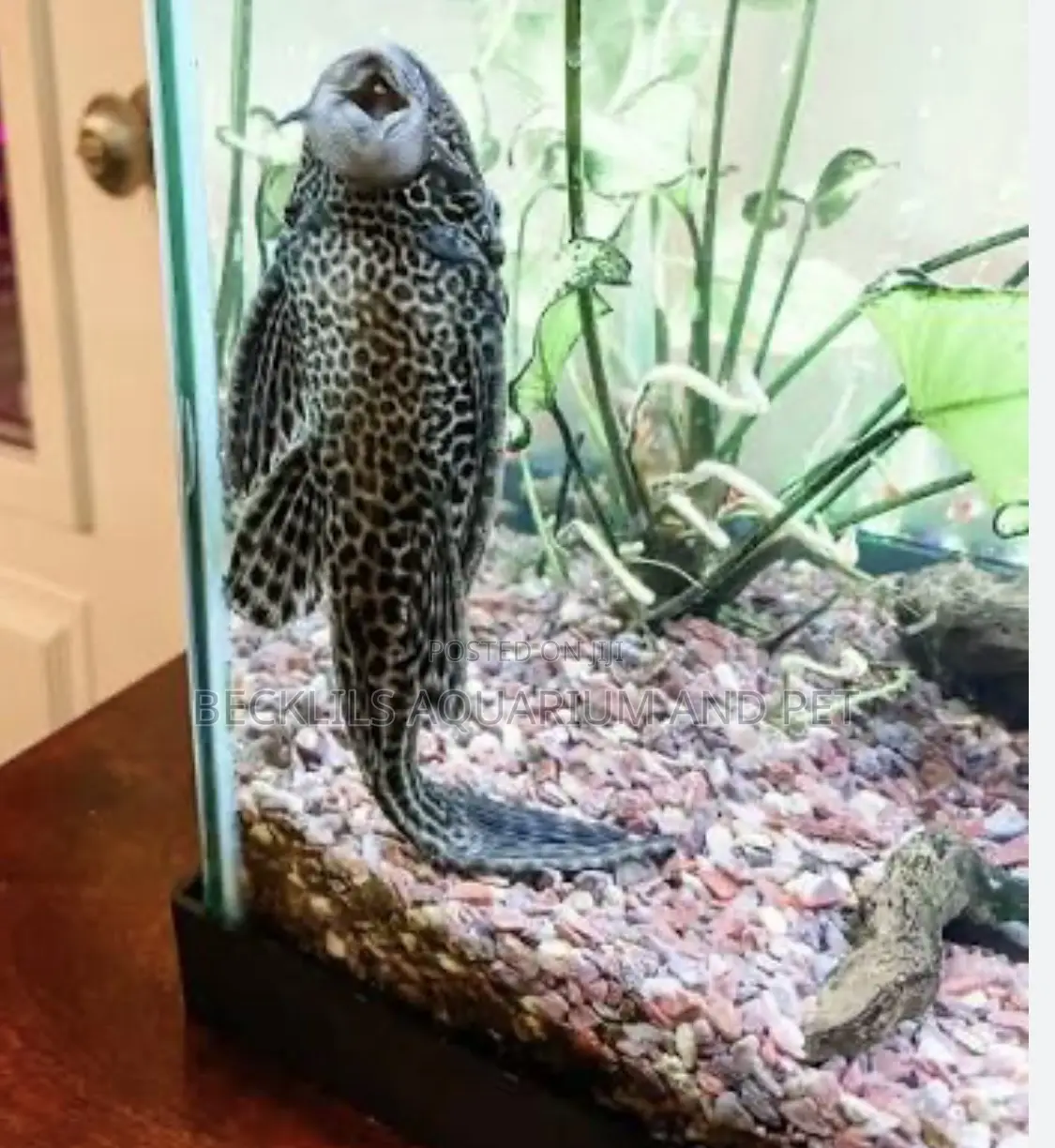 Pleco Tank Cleaner Fish