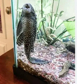 Pleco Tank Cleaner Fish