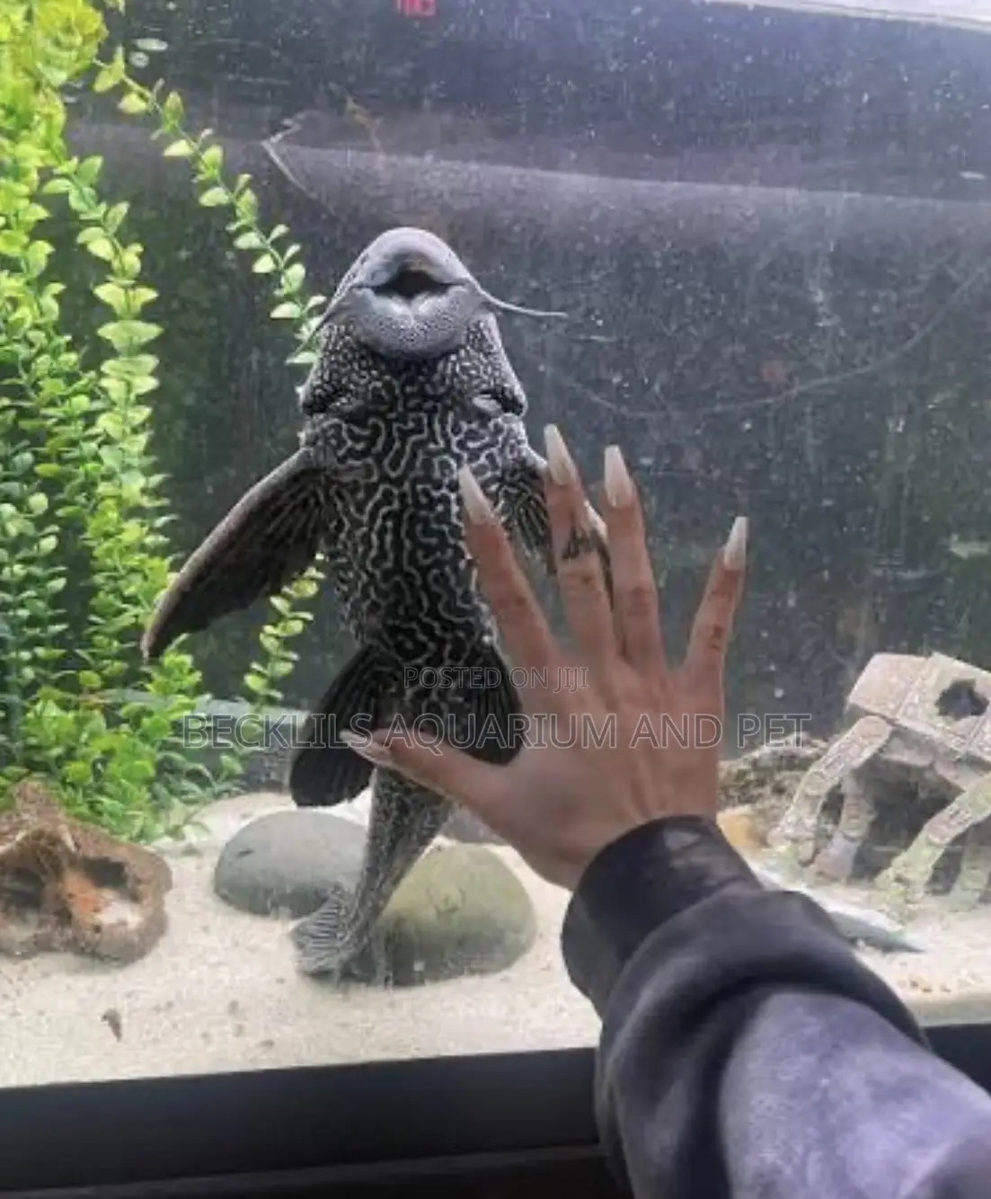 Pleco Tank Cleaner Fish
