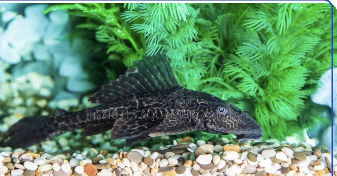 Pleco Tank Cleaner Fish