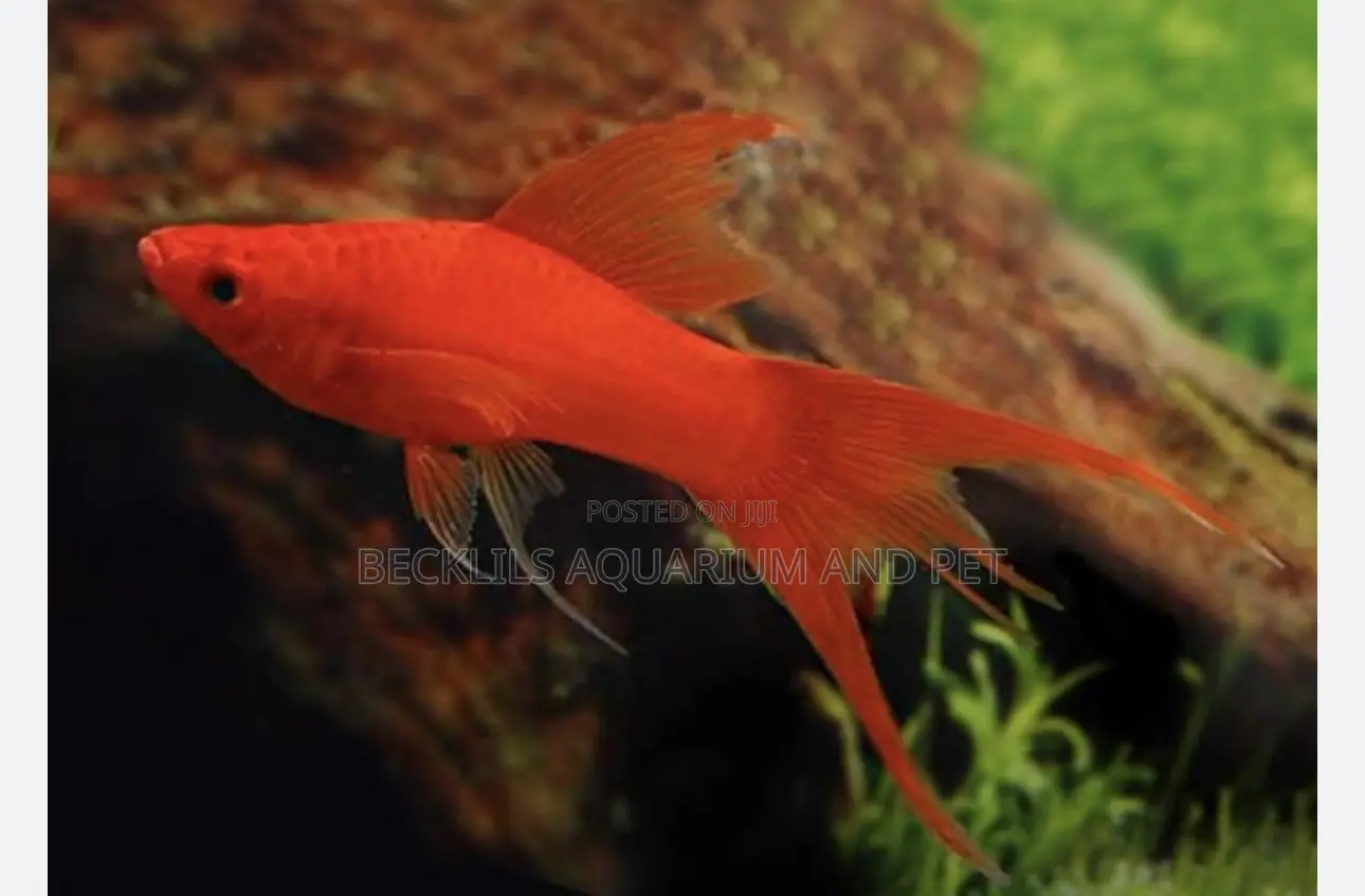 Female Swordtail Fish Available