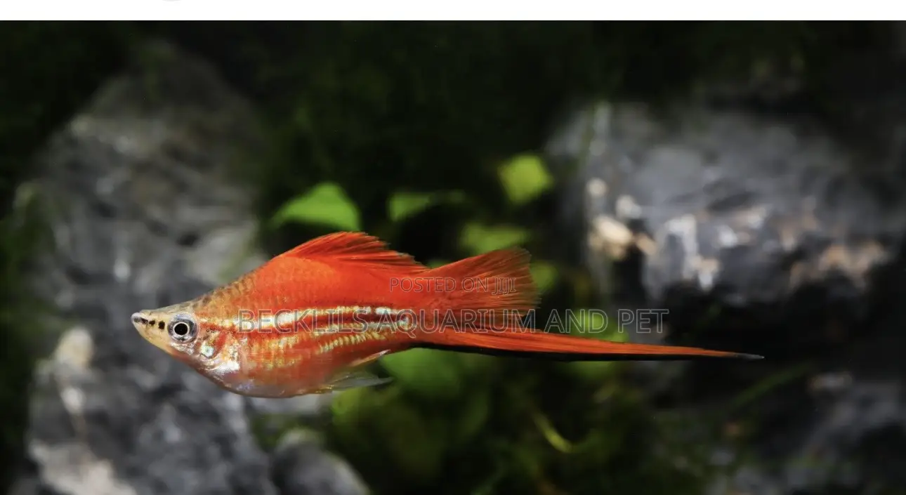 Female Swordtail Fish Available
