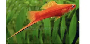 Female Swordtail Fish Available